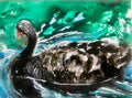 British Black Swan