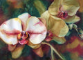 Iris Dream